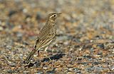 Paddyfield Pipit